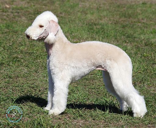 Bedlington Terrier AF061D-004.JPG